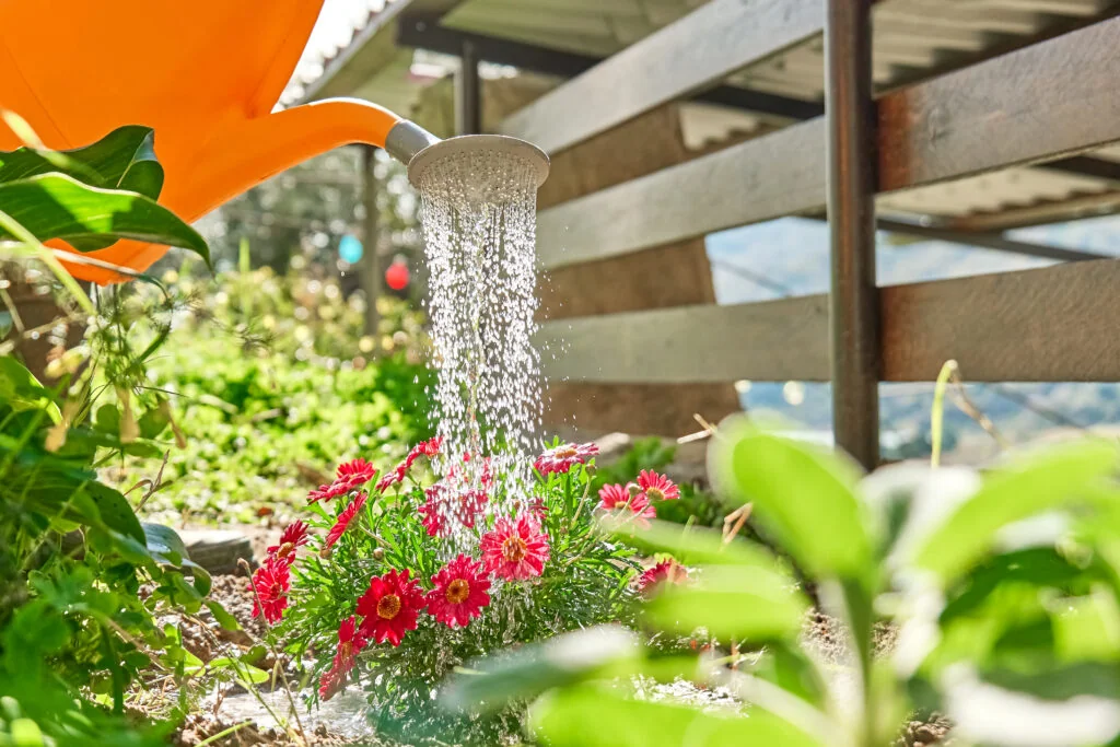 Mit Regenwasser Pflanzen gießen